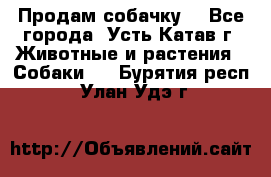 Продам собачку  - Все города, Усть-Катав г. Животные и растения » Собаки   . Бурятия респ.,Улан-Удэ г.